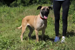 *LUNA* Ich bin lieb, freundlich, leinenführig und sozial. Ich bin sehr klug und lerne gerne