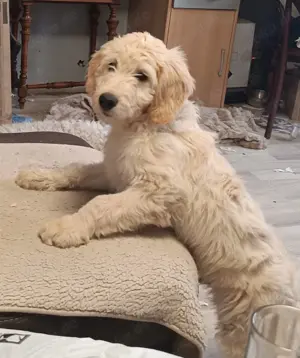 Goldendoodle Hund An Bord Autoaufkleber - Fensterschild Mit Saugnapf 14x14 Cm