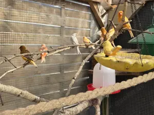 Kanarienvögel aus eigener Zucht