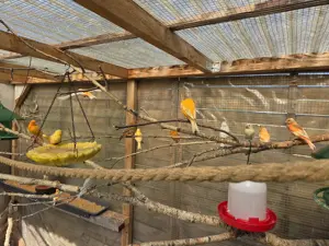 Kanarienvögel aus eigener Zucht Bild 2