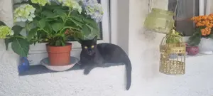 Zwei besondere Katzen suchen ihr Für-immer-Zuhause   Elba & Ferrara Bild 8