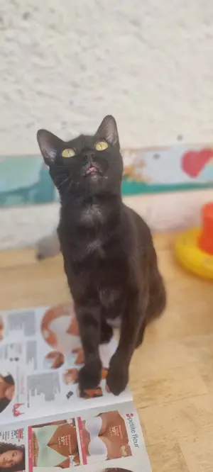 Zwei besondere Katzen suchen ihr Für-immer-Zuhause   Elba & Ferrara Bild 9