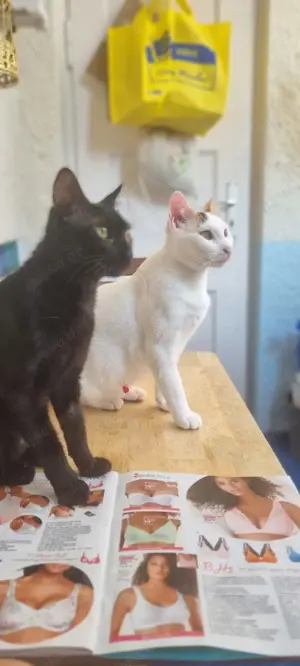 Zwei besondere Katzen suchen ihr Für-immer-Zuhause   Elba & Ferrara Bild 10