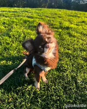 Mochi Chihuahua rüde bietet seine dienste an. Kein Verkauf Deckrüde