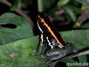 Phyllobates vittatus 2.3 Gruppe
