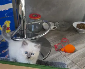 Birma, Kätzchen,  heilige Birma,  Kater, Birmakitten 