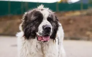Punktnase Gracie sucht ein Sofa zum kuscheln. Bild 6