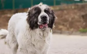 Punktnase Gracie sucht ein Sofa zum kuscheln. Bild 7