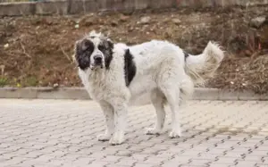 Punktnase Gracie sucht ein Sofa zum kuscheln. Bild 2