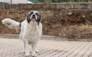 Punktnase Gracie sucht ein Sofa zum kuscheln. Bild 8