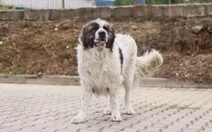 Punktnase Gracie sucht ein Sofa zum kuscheln. Bild 11