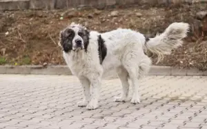 Punktnase Gracie sucht ein Sofa zum kuscheln. Bild 10