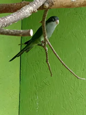 Aymarasittich Sittich Vögel 