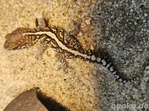 0.1 Paroedura picta Madagaskar Großkopfgecko abzugeben 
