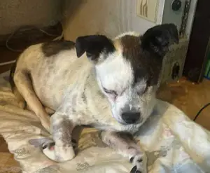 Victor - kleiner einsamer Hundemann mit Handicap sucht Herz!