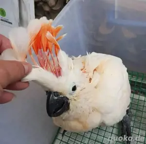 Molukkenkakadu-Babys 