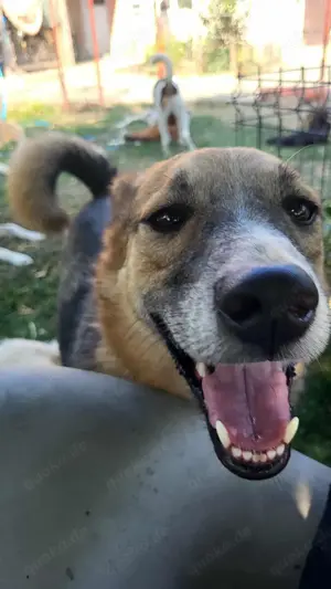 JIMMY - darf er mit dir die Welt entdecken? (wartet in Rumänien)