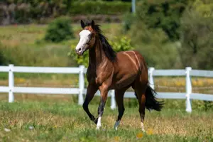 Wunderschöner Quarter Horse Hengst in Sonderfarbe 