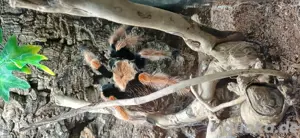 Brachypelma bohemii (adult) Bild 3