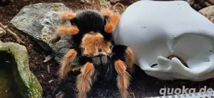 Brachypelma bohemii (adult) Bild 4