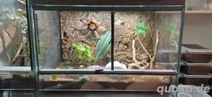 Brachypelma bohemii (adult) Bild 5