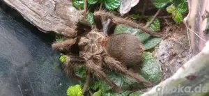 Phormictopus spec. full green Bild 2