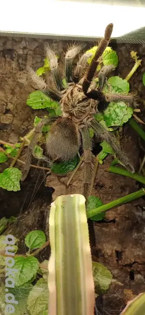 Phormictopus spec. full green Bild 4
