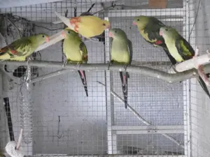 Bergsittich gesäumt verd.spalt Lutino