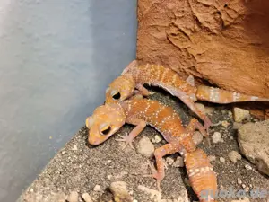 Underwoodisaurus husbandi Östlicher Australischer Dickschwanzgecko i Albino abzugeben  Bild 3