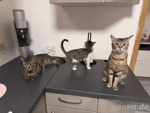 kitten in not werden aufgenommen 