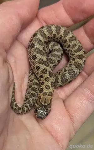 0.1 Sable het Toffee Heterodon nasicus, Hakennasennatter 