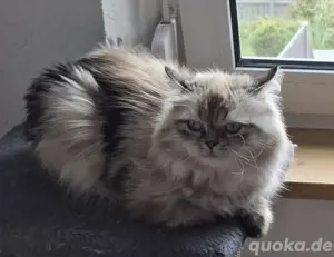 Deckkater Sibirische Katze mit blauen Augen Bild 8