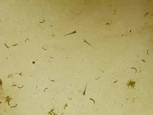 Medaka Larven Jungfische, Teichnix, Japanische Reisfische!