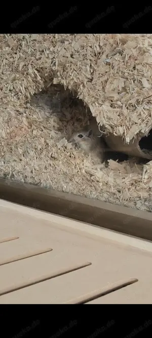 Rennmausjunge sucht ein Zuhause