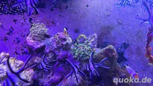 banggai kardinalbarsch nachzucht meerwasser 