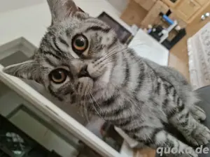 Dringen! Hübsche und Verschmuste junger Kater.Sehr handlieb. Mit Stammbaum 