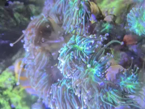 Euphylia glabrecens jocker