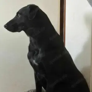 LINUS, unsicherer Schatz sucht sein Zuhause! Bild 5