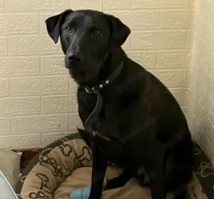 LINUS, unsicherer Schatz sucht sein Zuhause! Bild 2