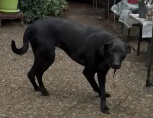 LINUS, unsicherer Schatz sucht sein Zuhause! Bild 7