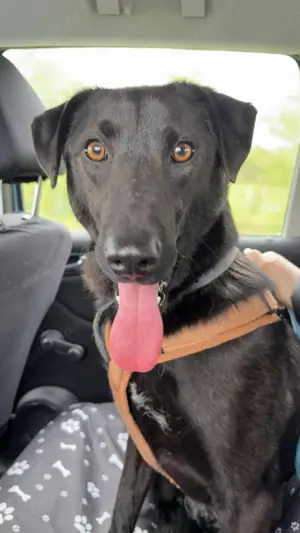 LINUS, unsicherer Schatz sucht sein Zuhause!