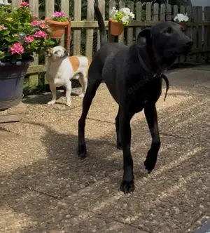 LINUS, unsicherer Schatz sucht sein Zuhause! Bild 6