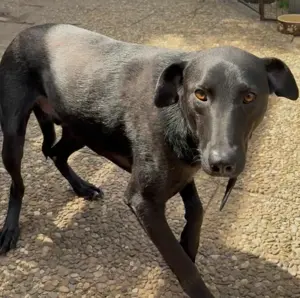 LINUS, unsicherer Schatz sucht sein Zuhause! Bild 8