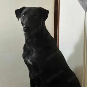 LINUS, unsicherer Schatz sucht sein Zuhause! Bild 4