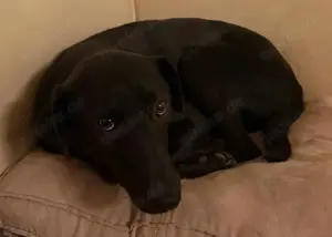 LINUS, unsicherer Schatz sucht sein Zuhause! Bild 3