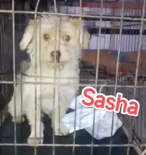 Sasha - kleiner Wuschel sucht ein Zuhause für immer Bild 7