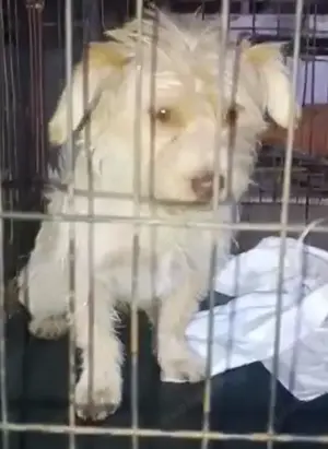 Sasha - kleiner Wuschel sucht ein Zuhause für immer Bild 8