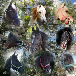 Pony reiten   Pferde  kennen lernen  Bild 9