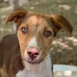 Hardo, geb. ca. 01 2025, lebt in GRIECHENLAND, auf einer privaten Pflegestelle 