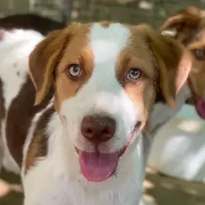 Herkos, geb. ca. 01 2025, lebt in GRIECHENLAND, auf einer privaten Pflegestelle